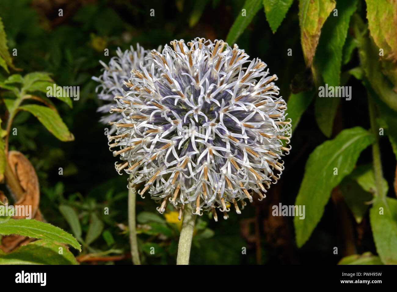 Echinops ritro (southern globe thistle) is native to southern and eastern Europe but now widely used as a garden plant. Stock Photo
