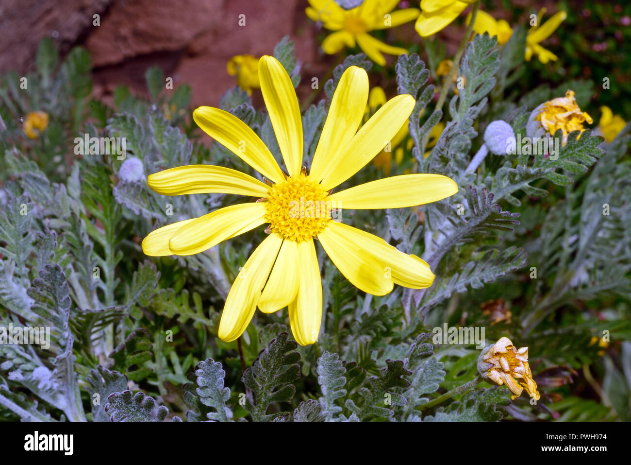 Euryops pectinatus (grey-leaved euryops) is endemic to sandstone slopes in the Western Cape (South Africa) but now widely used as a garden plant. Stock Photo