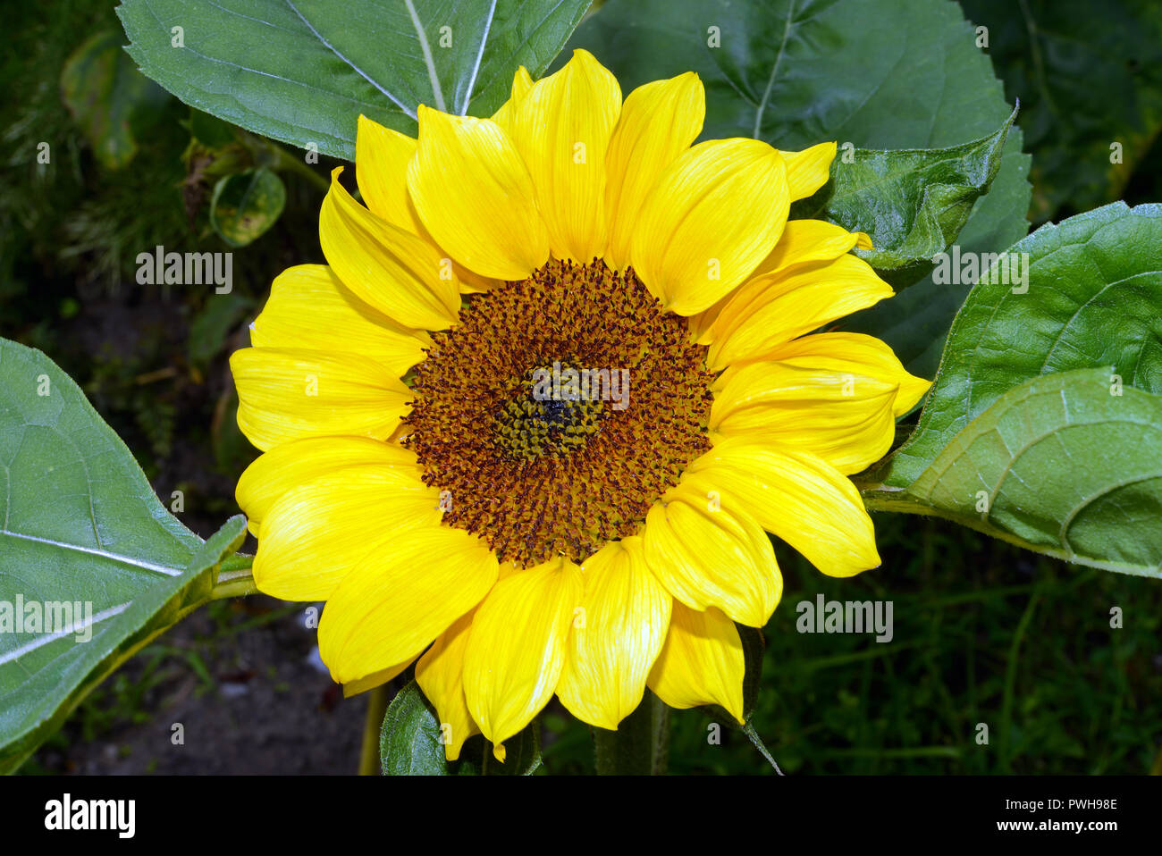 Helianthus annuus (common sunflower) native to the SW USA is now cultivated for its edible oil. The feral plant has probably become extinct. Stock Photo