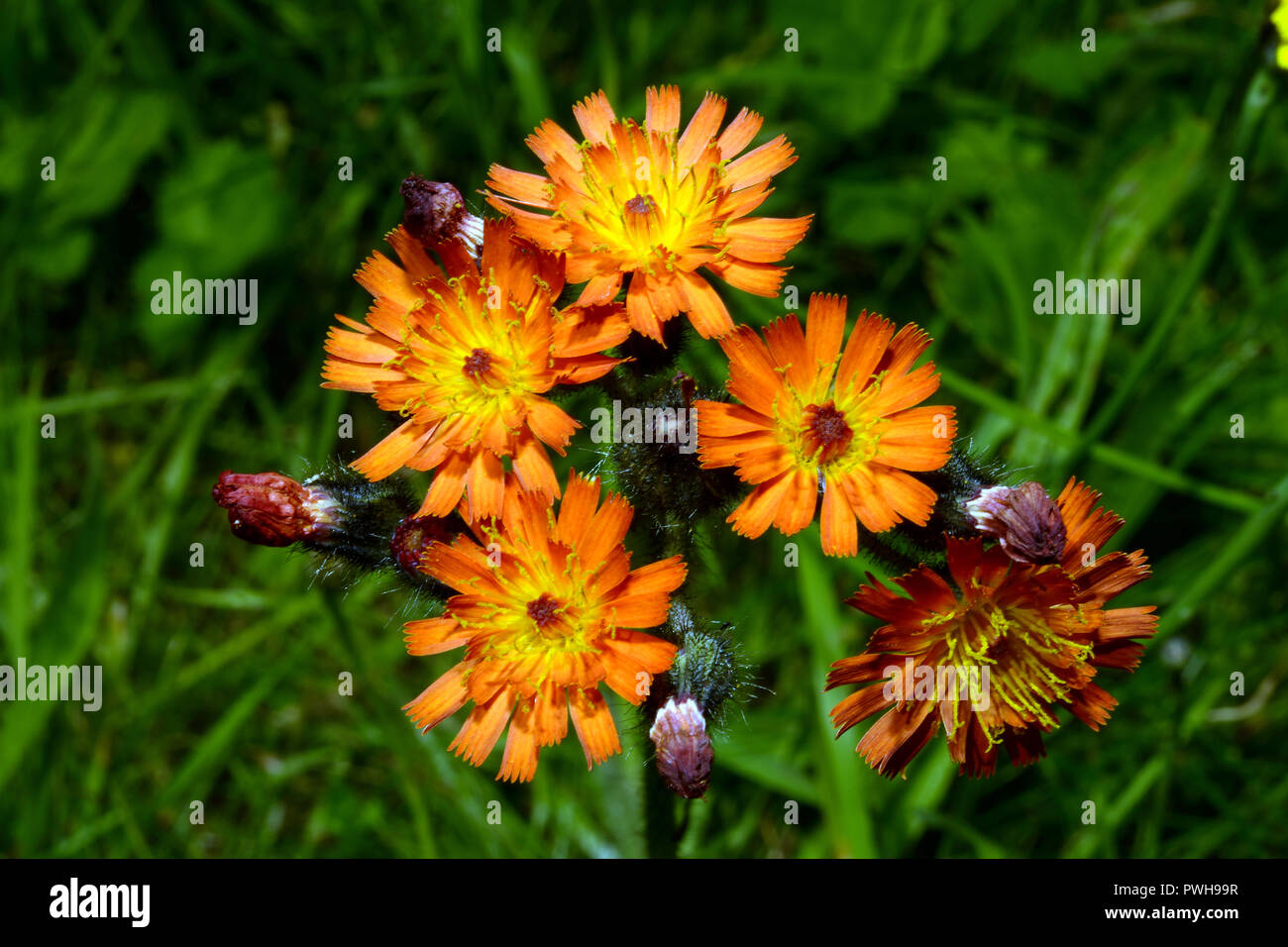 Hieracium aurantiacum (orange hawkweed) is found on roadsides and hedgebanks. It is native to Europe but has become invasive in other areas. Stock Photo