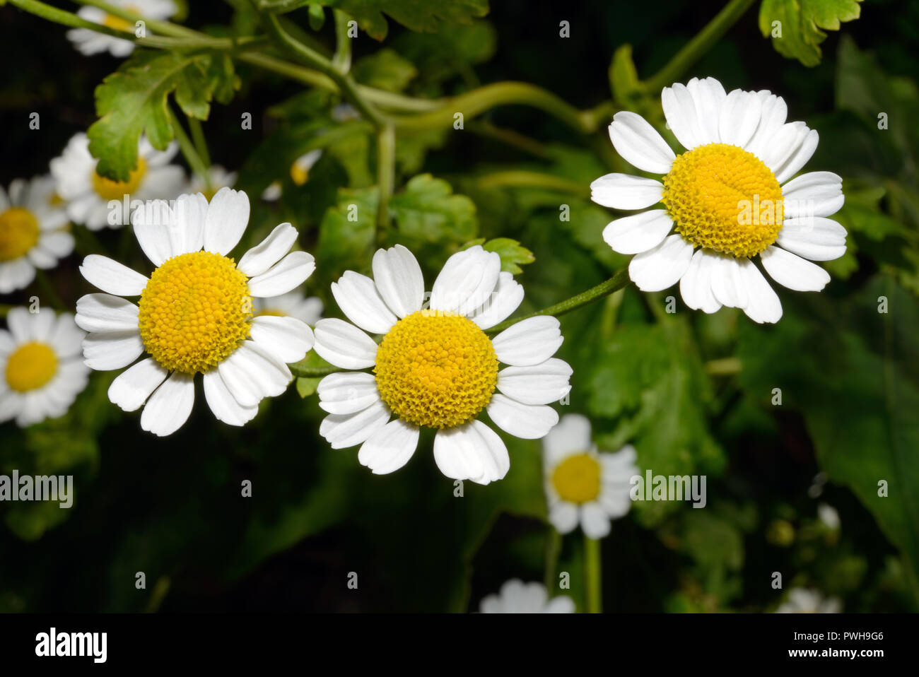 Tanacetum parthenium (feverfew) is a flowering plant found in man-made or disturbed habitats, meadows and fields, native to Eurasia. Stock Photo