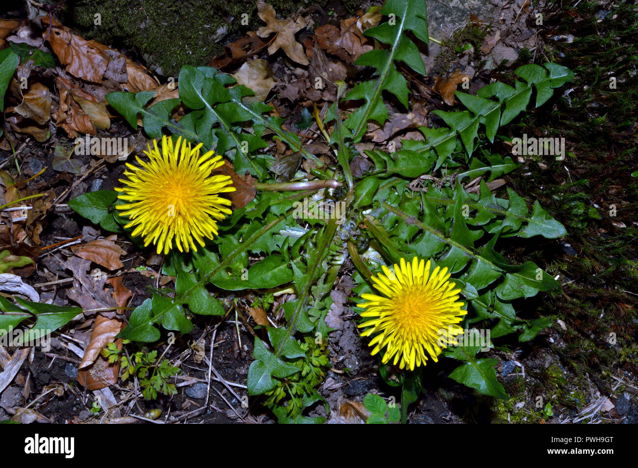 Taraxacum officinale (dandelion) is a flowering plant found in temperate regions of the world in lawns, on roadsides, and on disturbed ground. Stock Photo