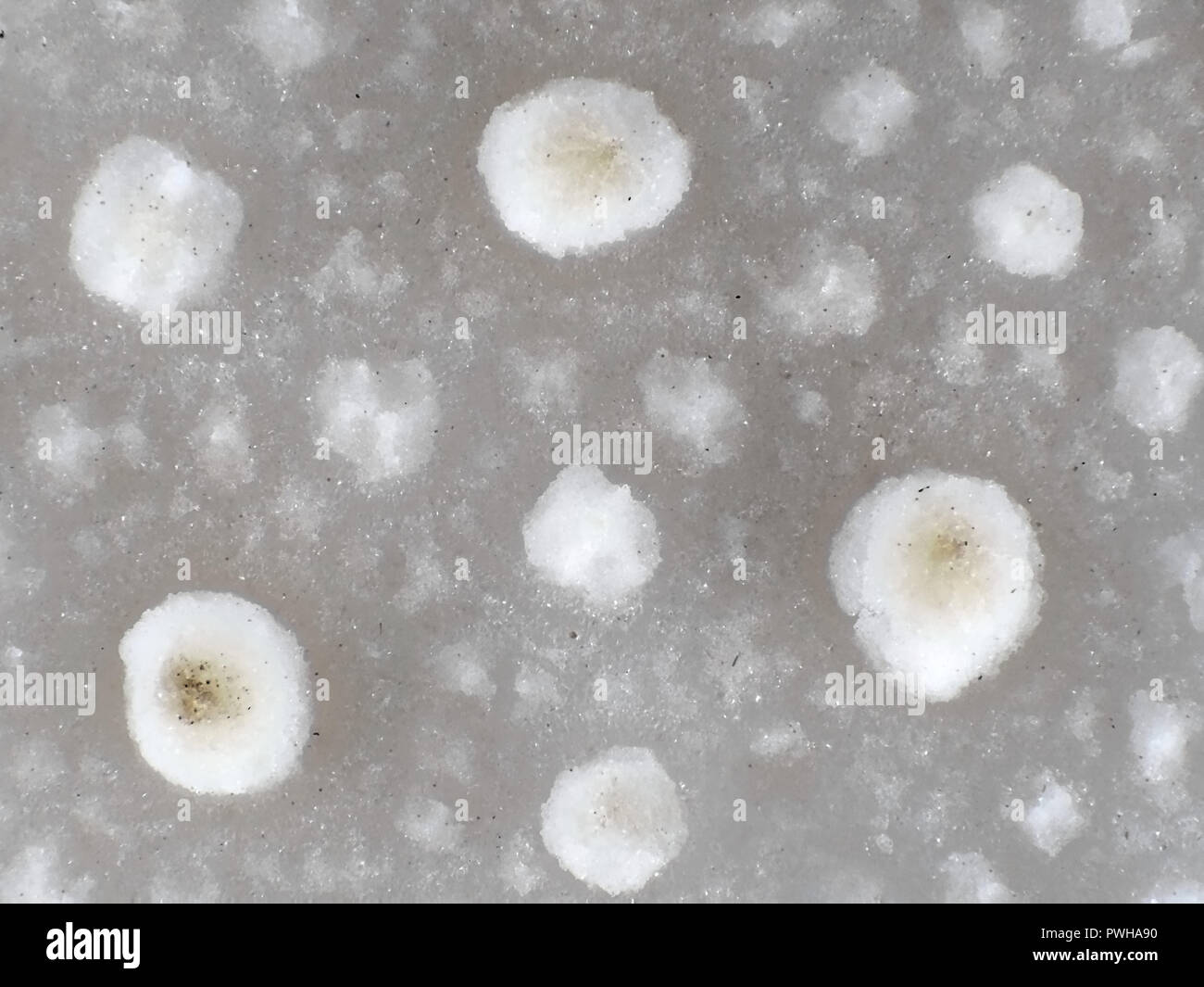 Light micrograph of gem-studded puffball (Lycoperdon perlatum) surface, field of view is about 3mm wide Stock Photo