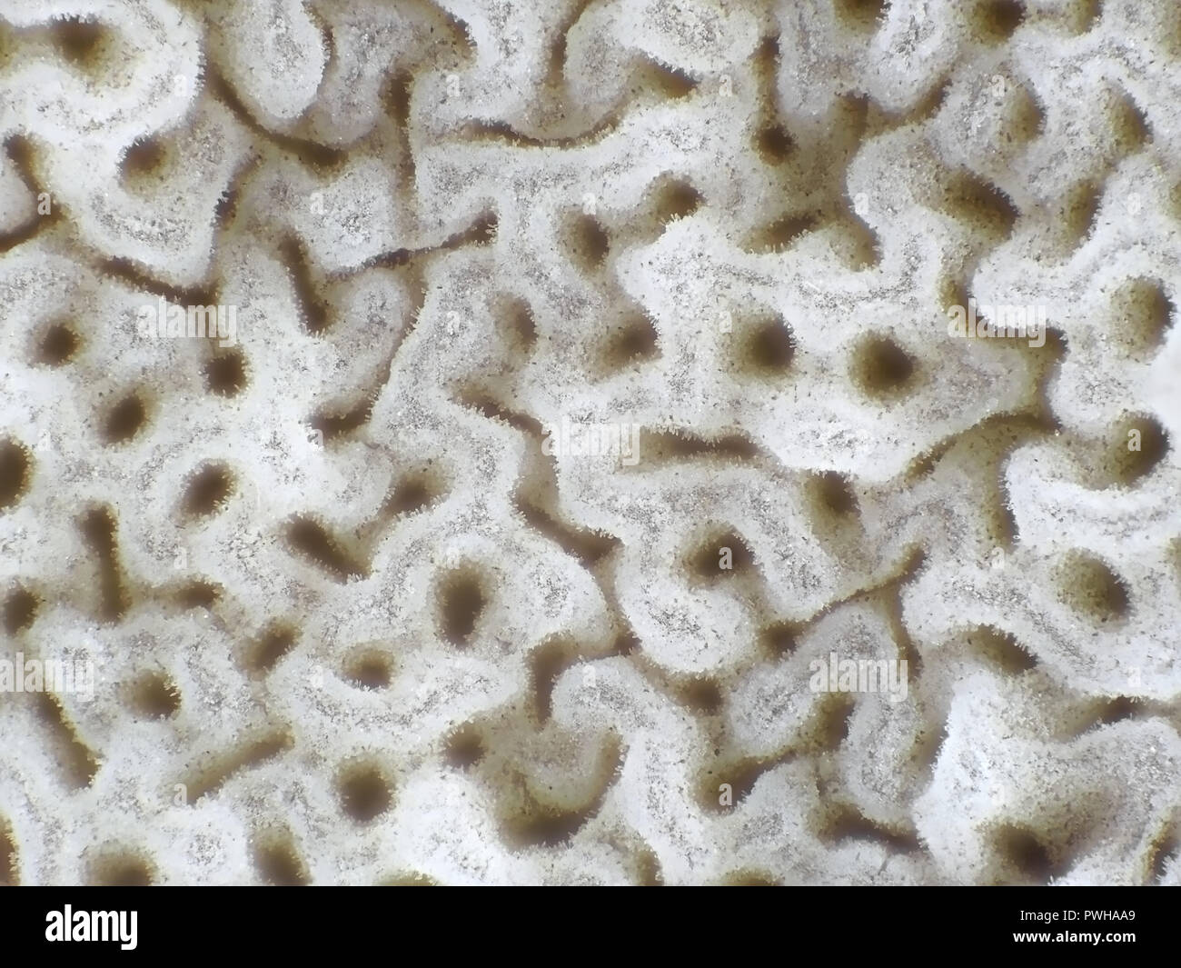 Light micrograph of bolete mushroom pores, field of view is about 3mm wide Stock Photo