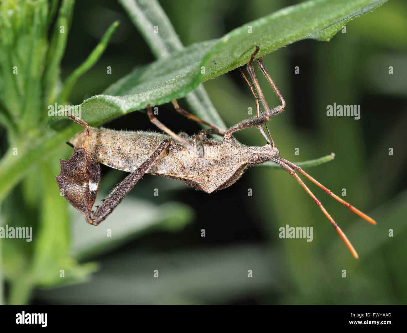 Eastern leaf-footed bug (Leptoglossus phyllopus) hiding under a leaf in Texas, USA Stock Photo