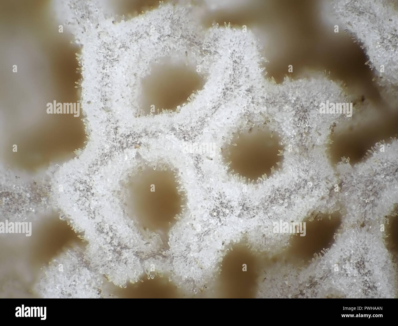 Light micrograph of bolete mushroom pores, field of view is about 1.2mm wide Stock Photo