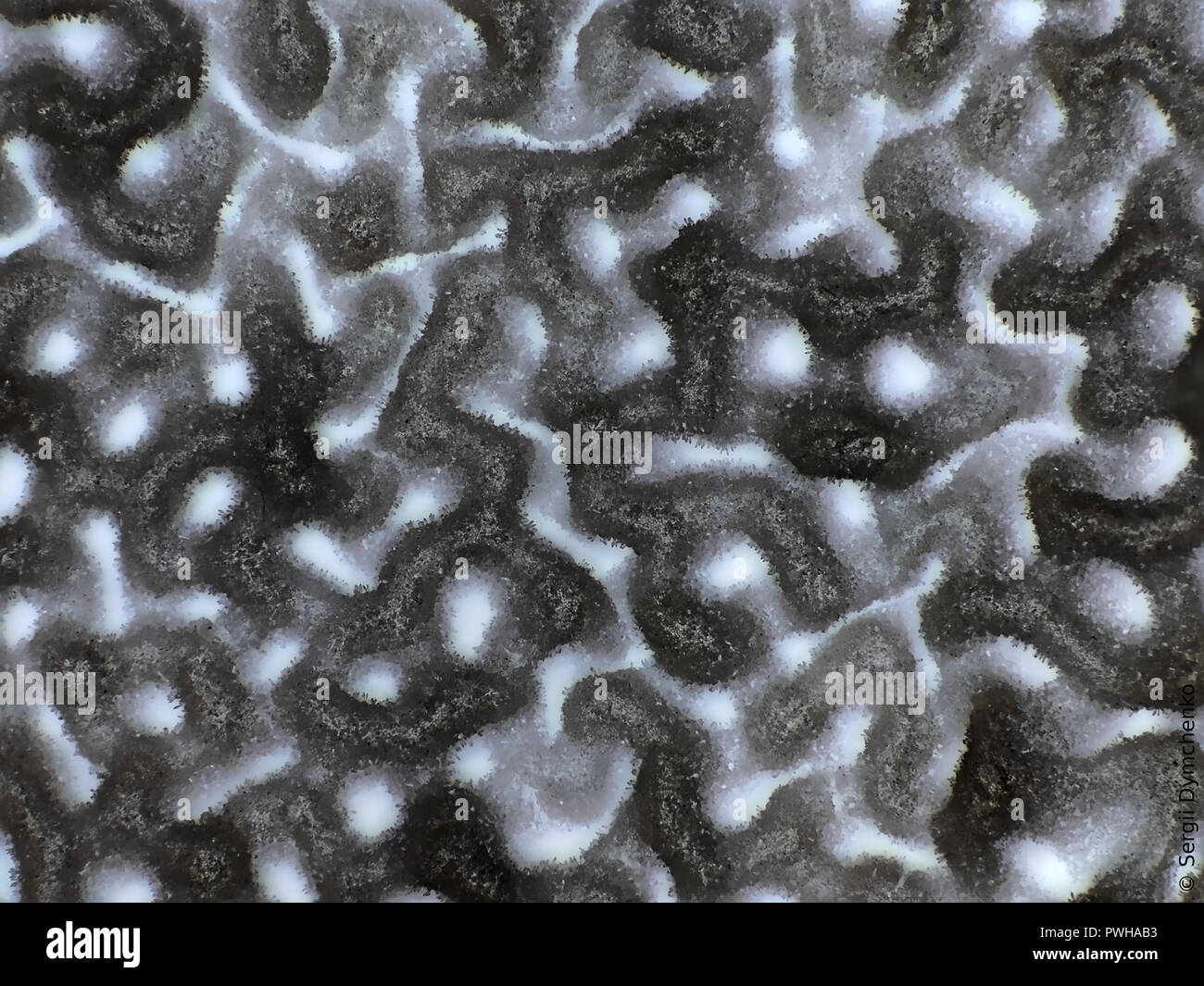 Inverted light micrograph of bolete mushroom pores, field of view is about 3mm wide Stock Photo