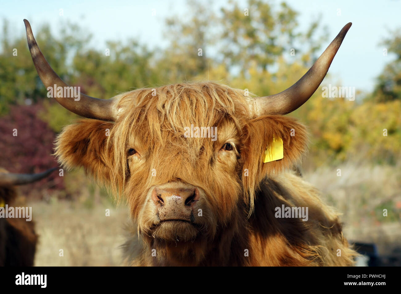 Scottish highland cattle at the organic farmer in the pasture Galloway
