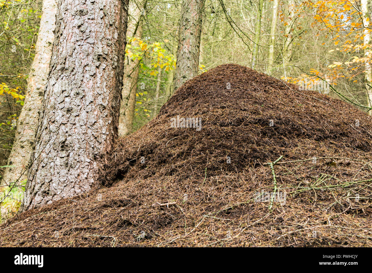 Wood Ant (Formica rufa) Nest, Hamsterley Forest, County Durham, UK Stock Photo