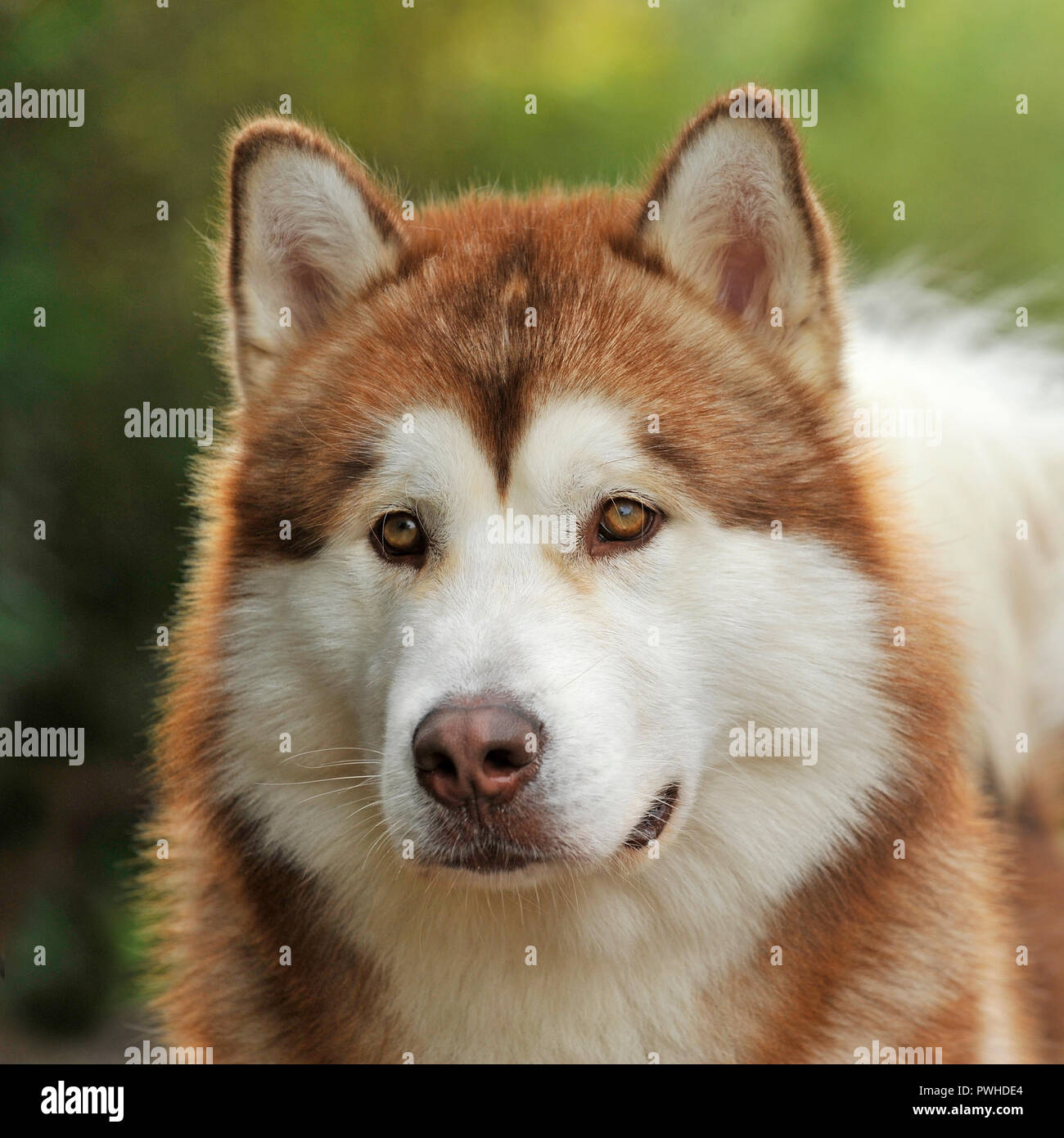 Red malamute hi res stock photography and images Alamy