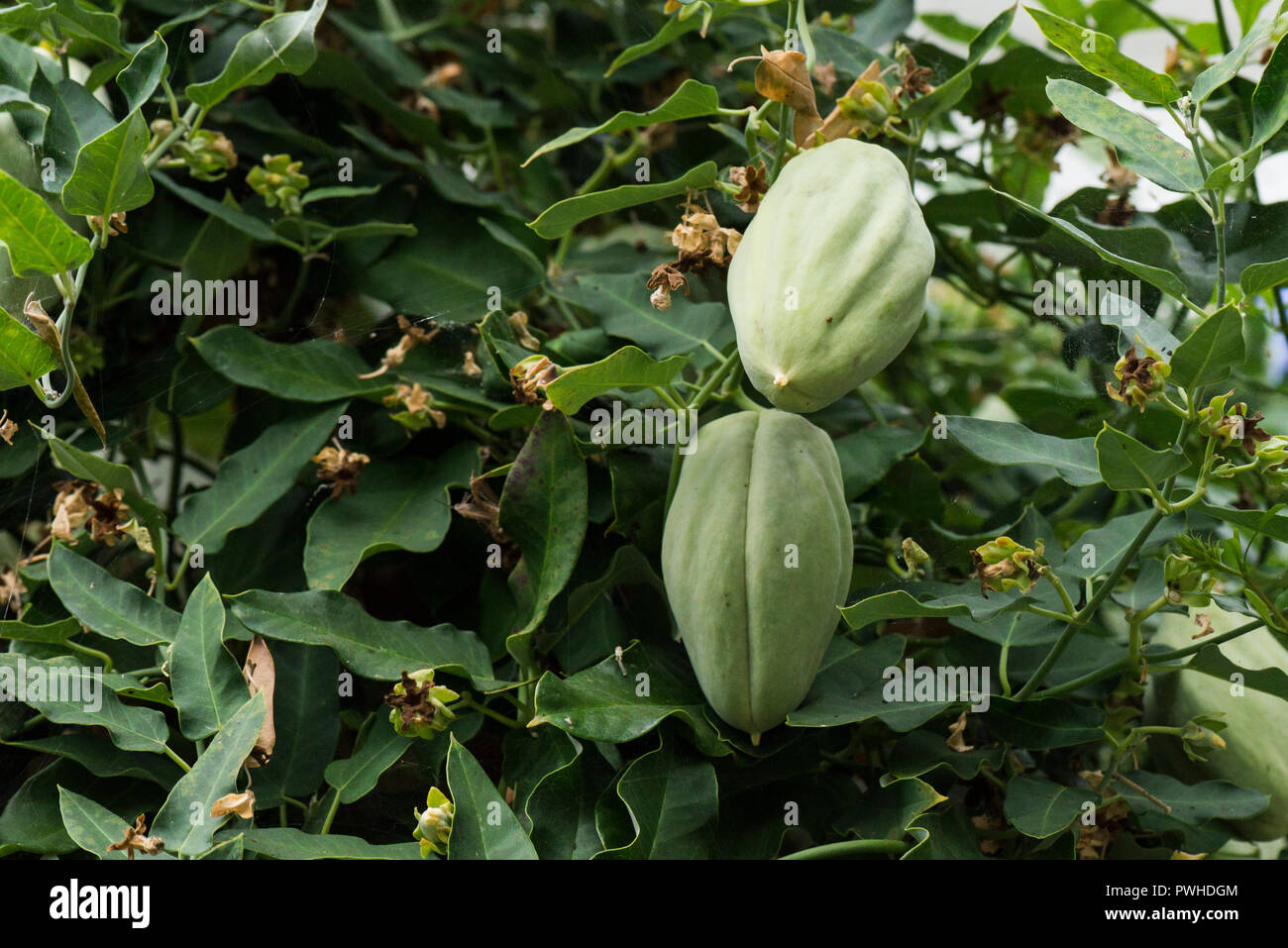 Home & Hobby Cruel Plant Seeds 15 Araujia sericifera Seeds White ...