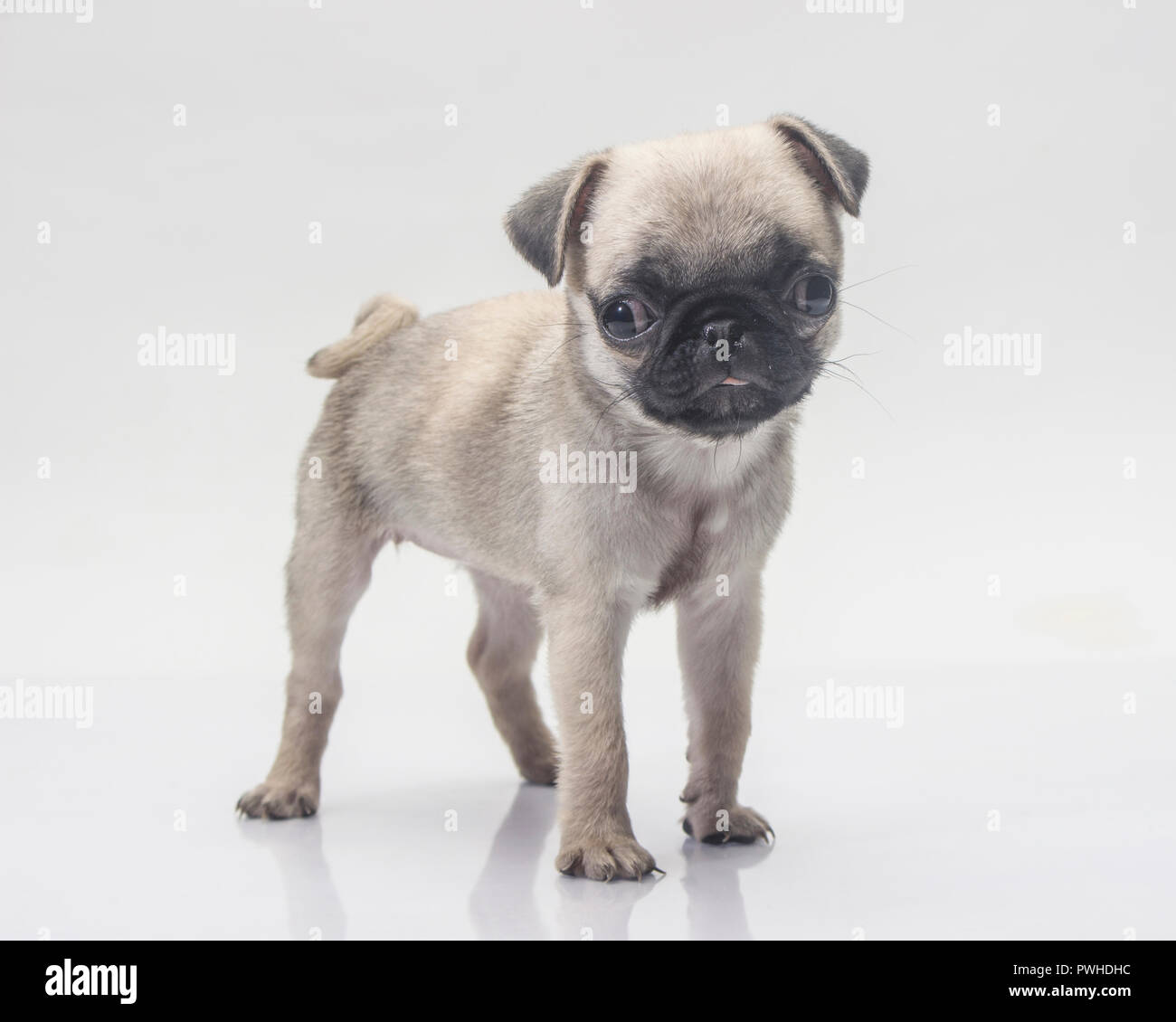 Cute pug dog on white background. Stock Photo