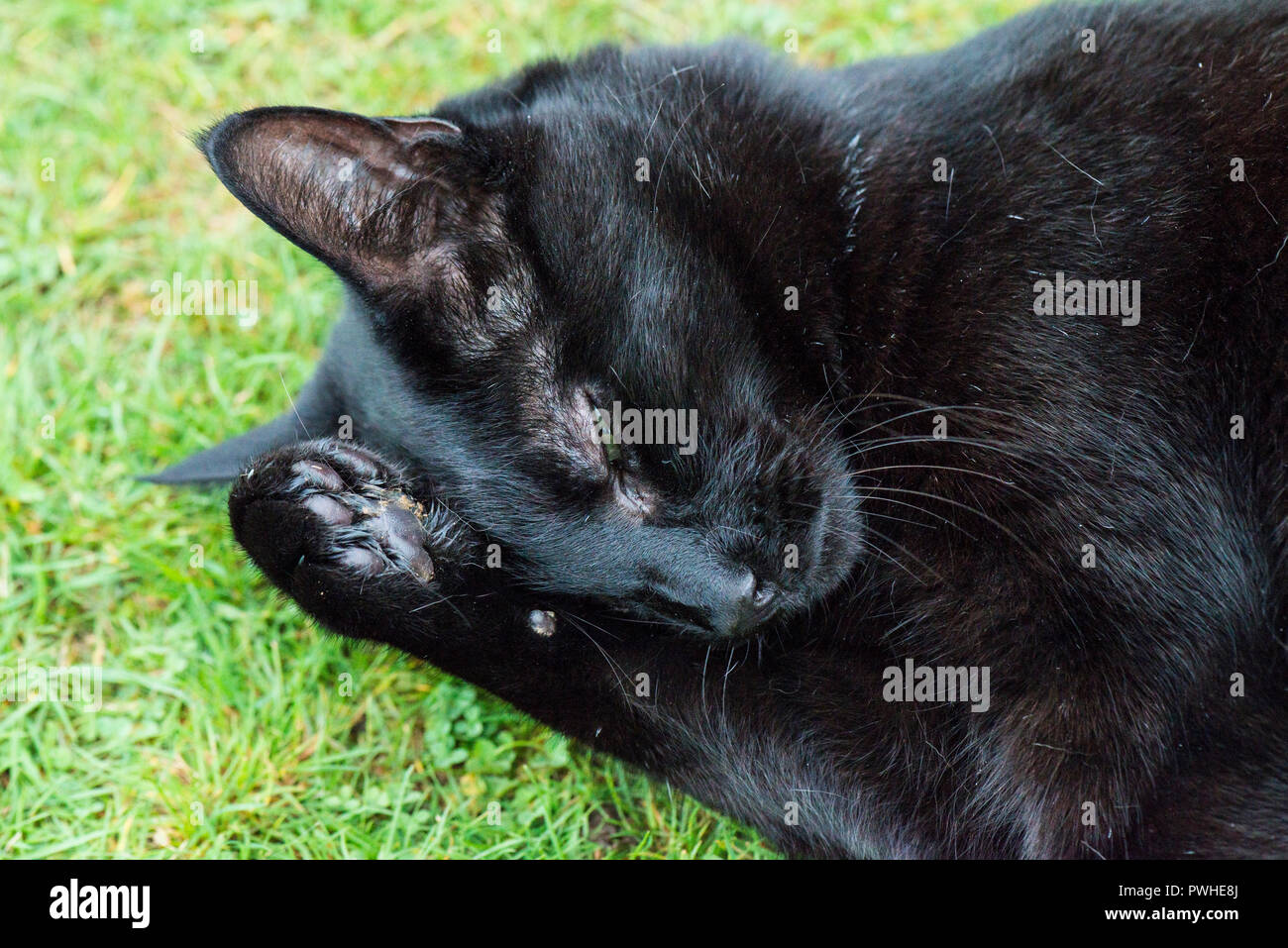 Cat cleaning itself hires stock photography and images Alamy
