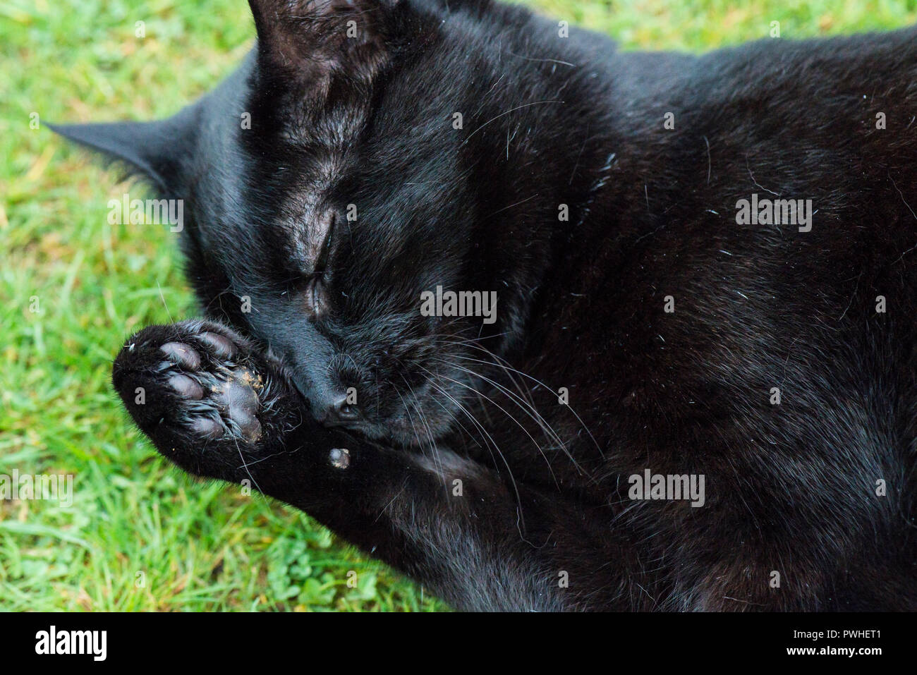 A close up of a black cat cleaning itself Stock Photo Alamy