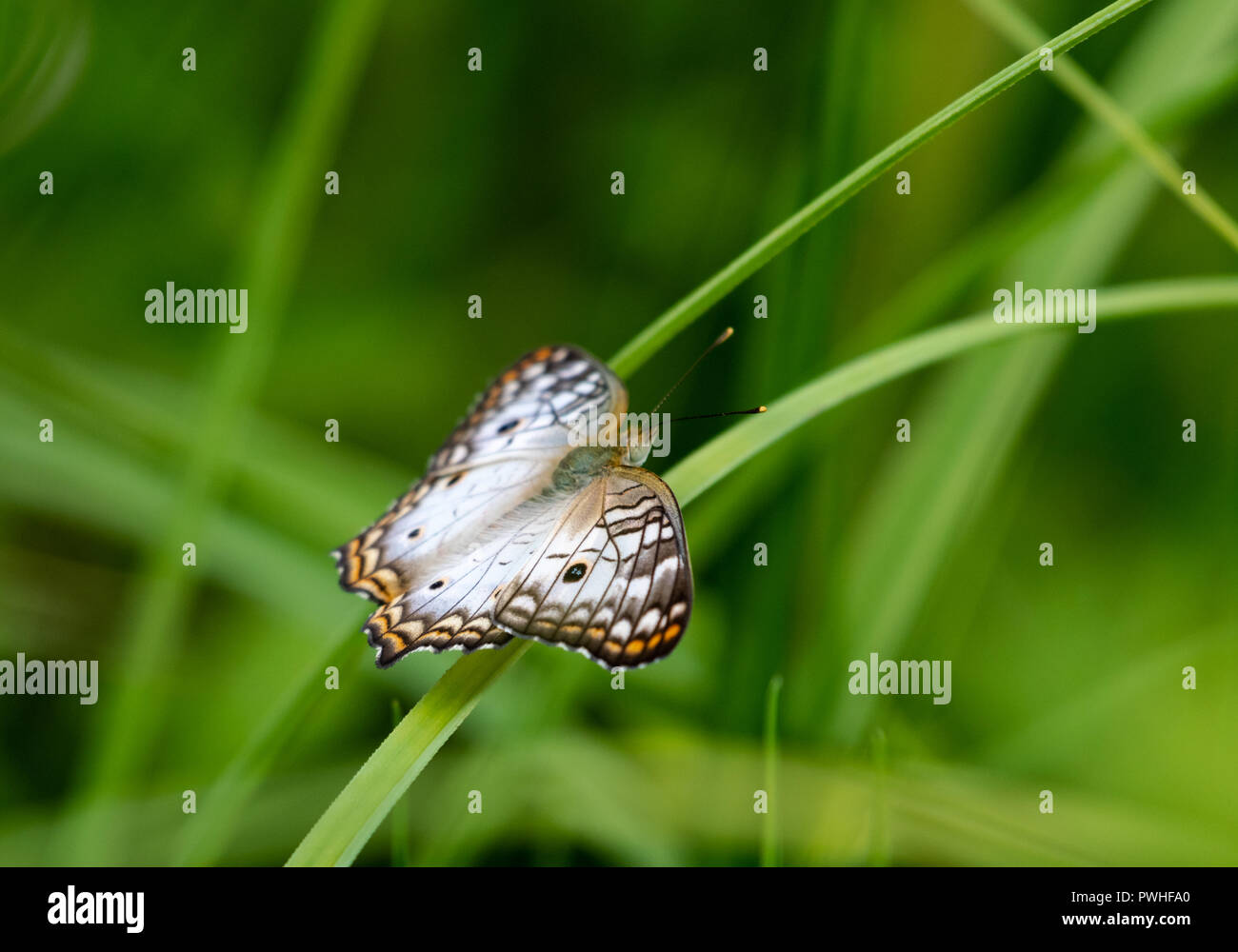 White Peacock Butterfly on a blade of grass Stock Photo - Alamy