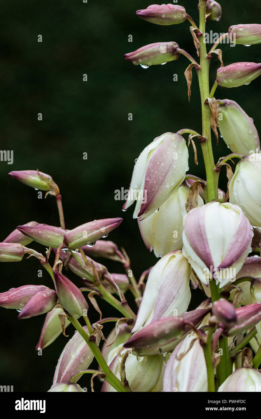 Raindrops on the flowers of a Spanish dagger (Yucca gloriosa) Stock Photo
