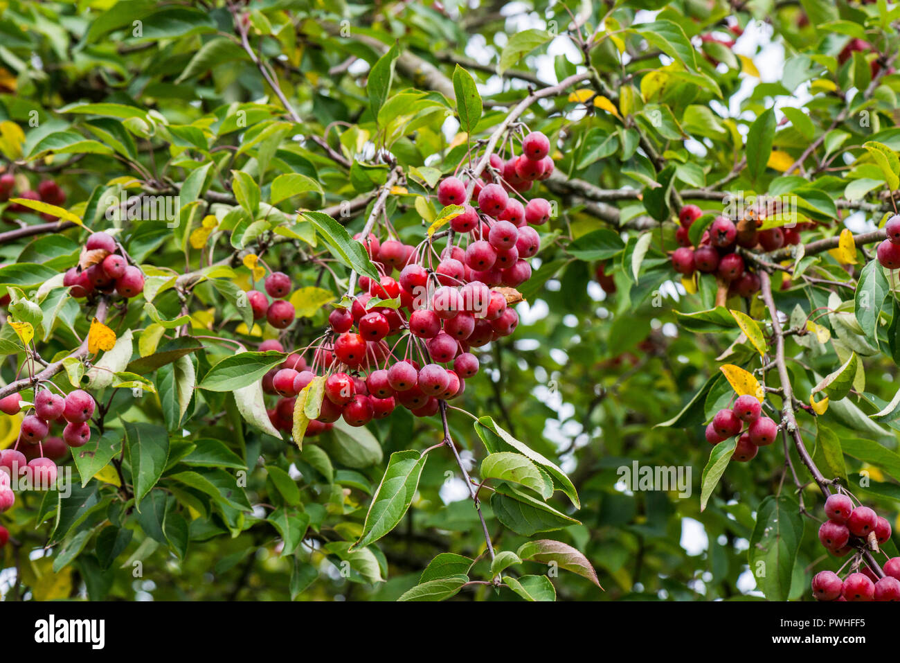 The fruit of a crab apple tree Stock Photo Alamy