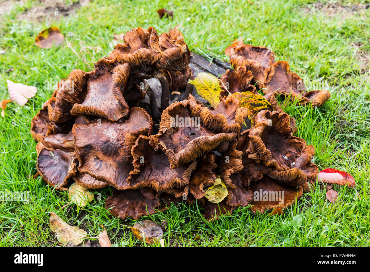 Fungi growing around an old tree stump Stock Photo