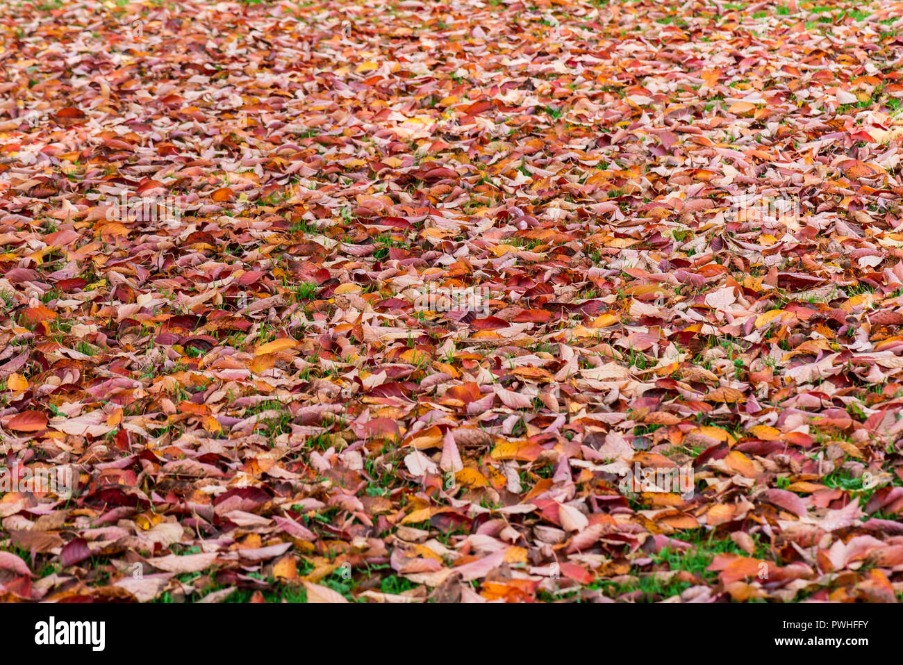 Carpet of yellow leaves hi-res stock photography and images - Alamy
