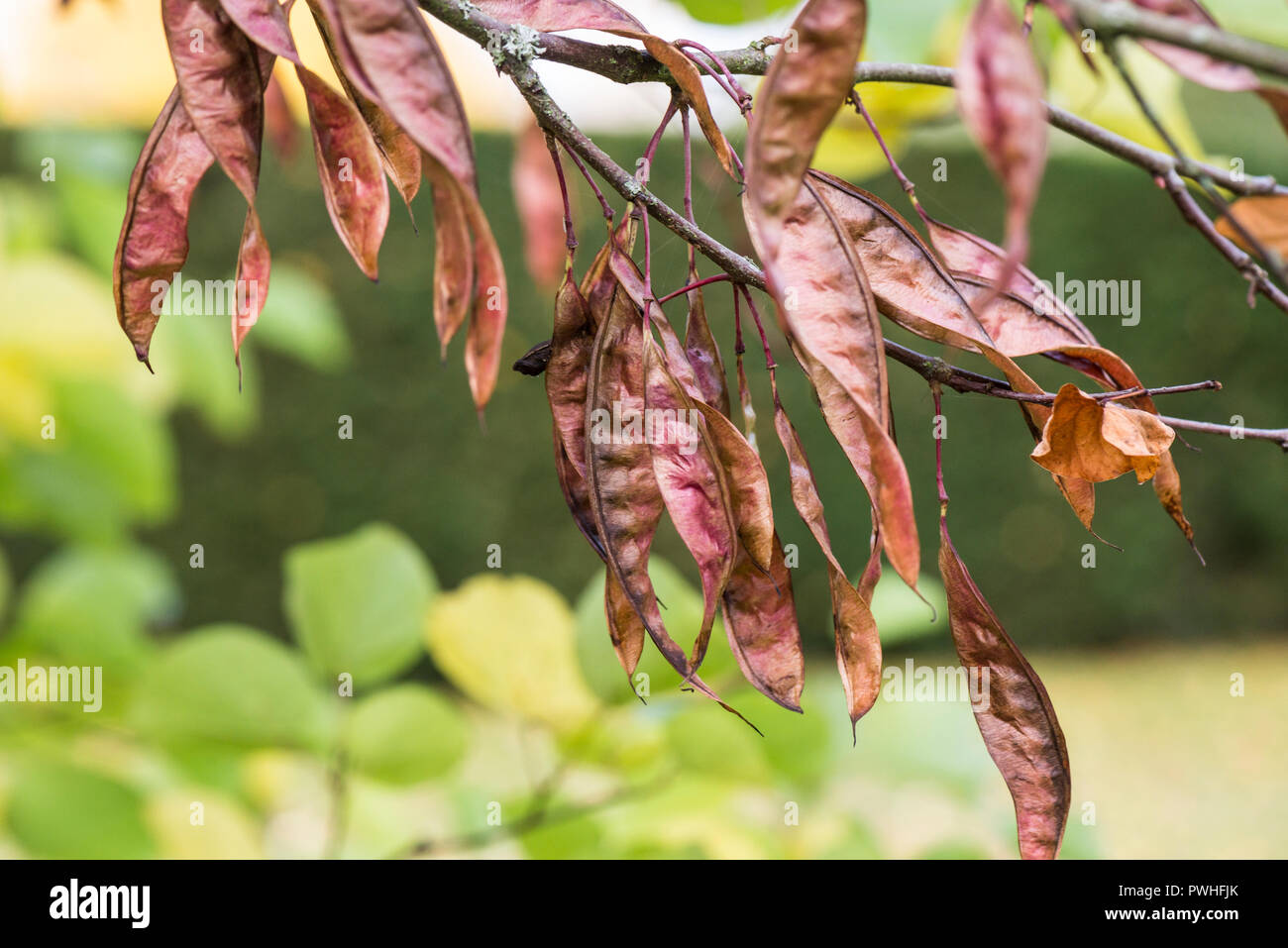 Long flat seed pods hi-res stock photography and images - Alamy