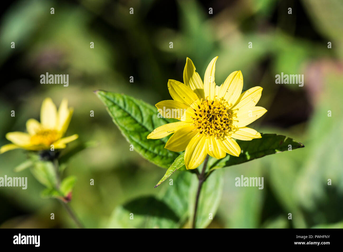 The flower of a sunflower 'Lemon Queen' (Helianthus 'Lemon Queen' Stock ...