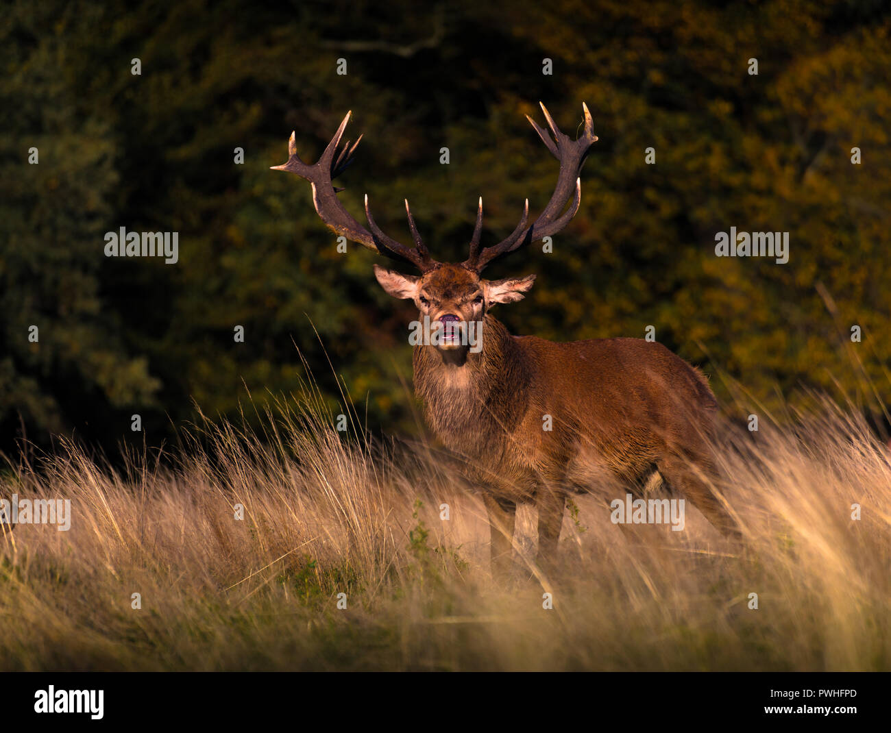 Deer in the park Stock Photo Alamy