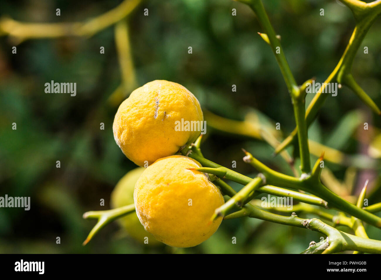 The fruits of a Japanese bitter orange (Citrus trifoliata Stock Photo