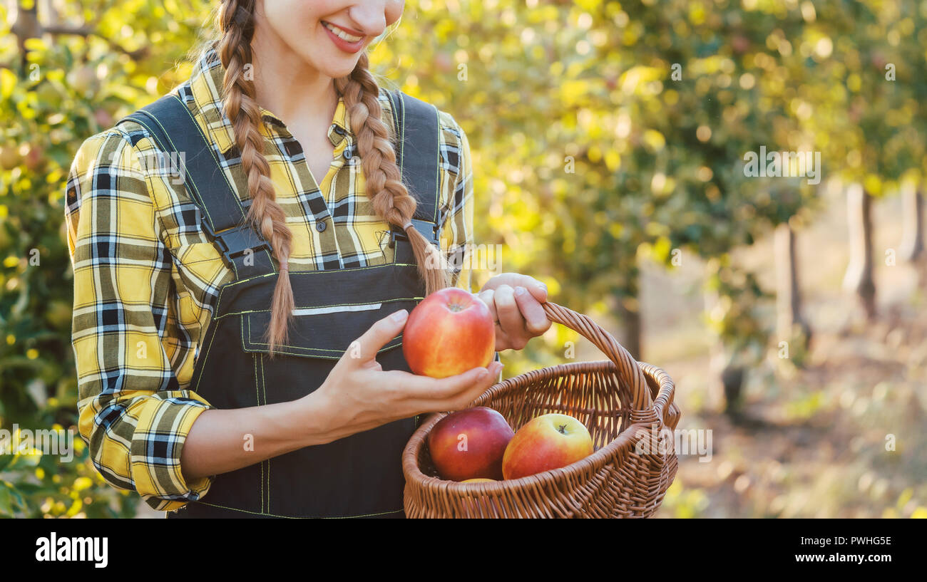 Fruit farmer woman harvesting apples in her basket Stock Photo