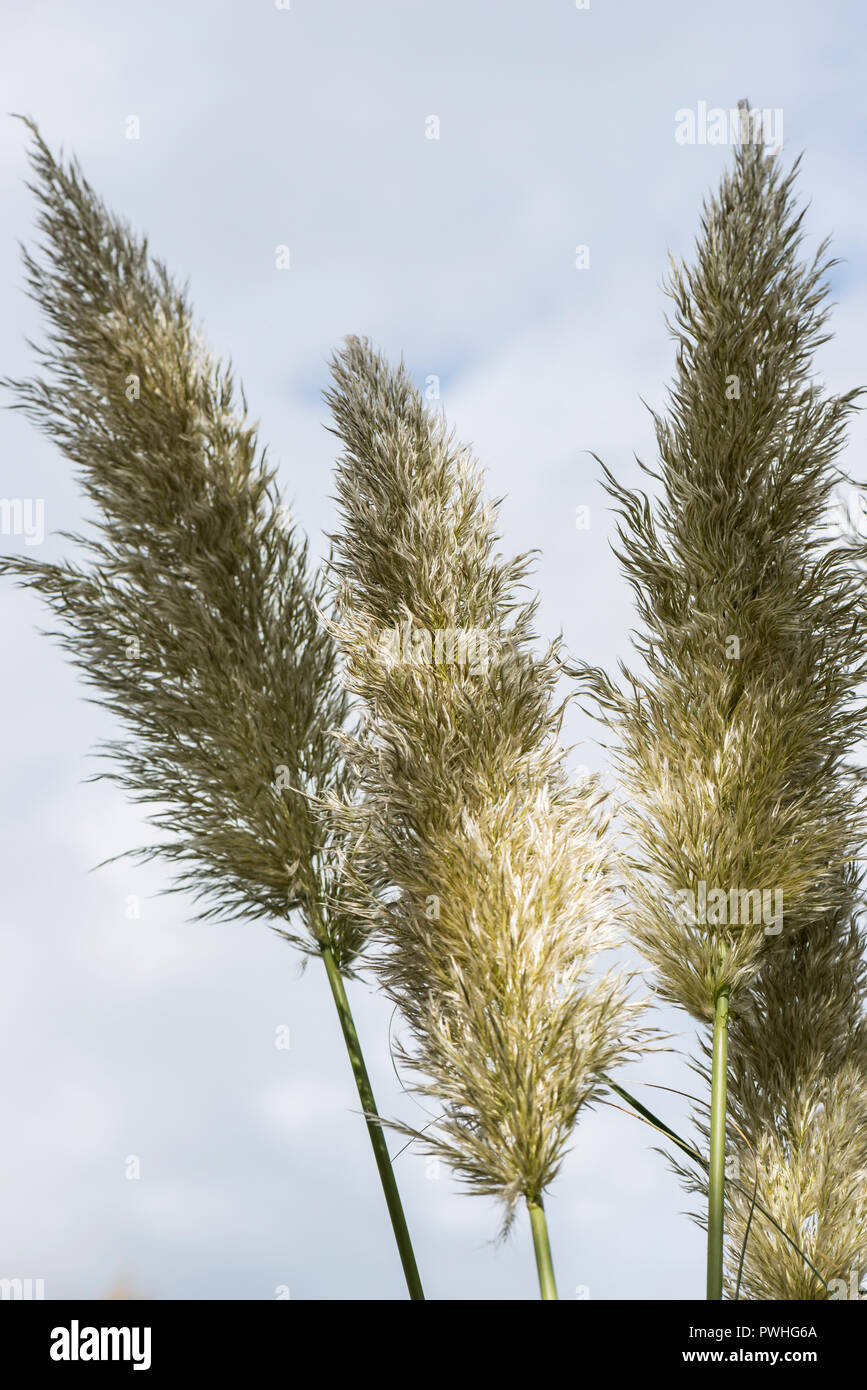 The feathery flower panicles of a pampas grass (Cortaderia selloana) Stock Photo