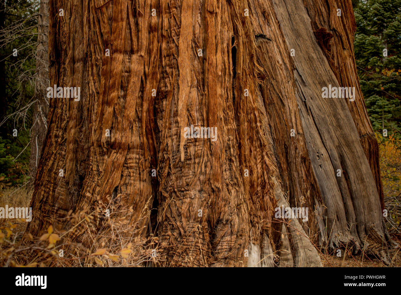 The bark of a pine tree, Pinus sp, near the base, top view- texture or background Stock Photo