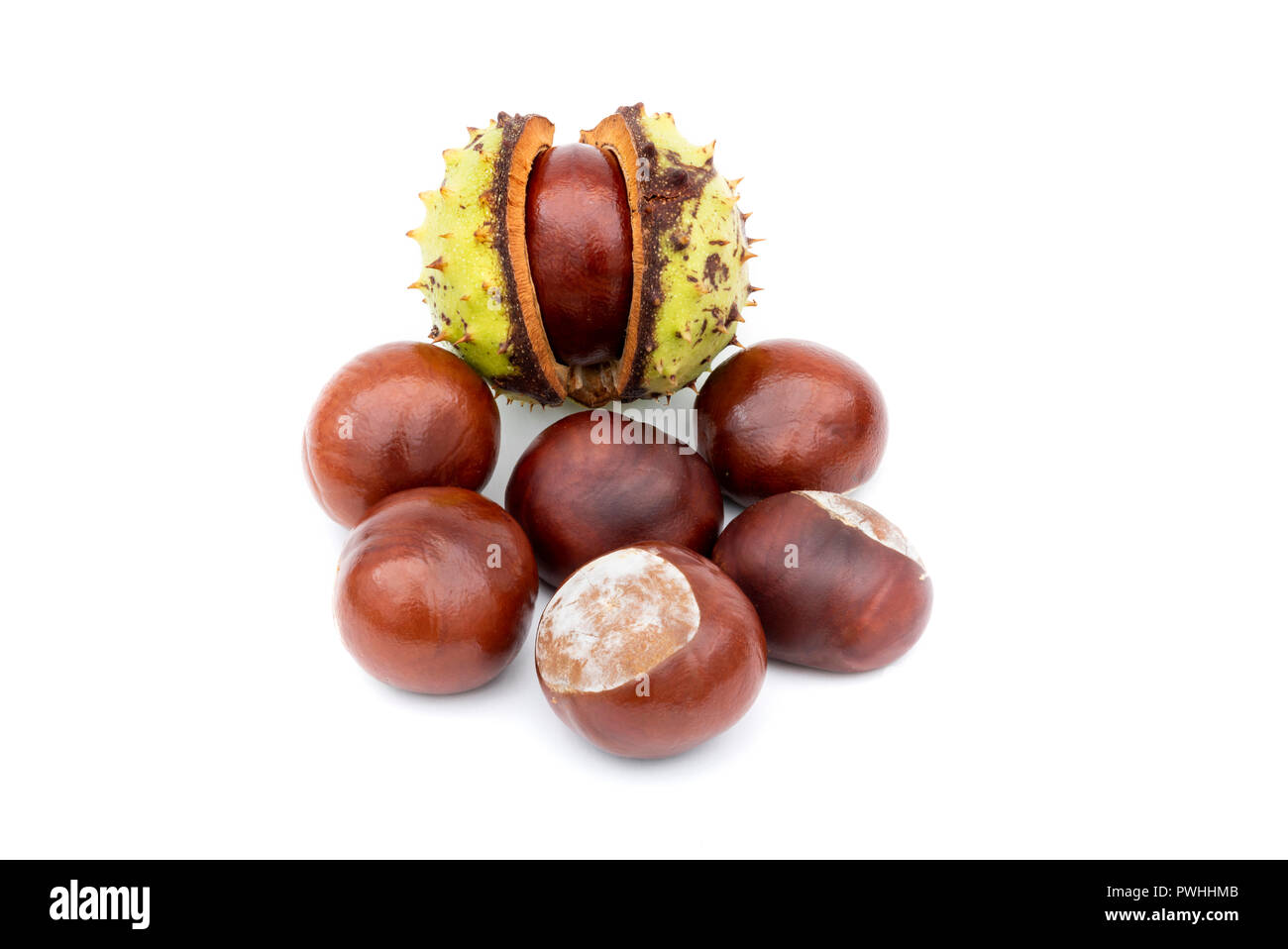 Freshly gathered chestnuts  / conkers on a white background Stock Photo