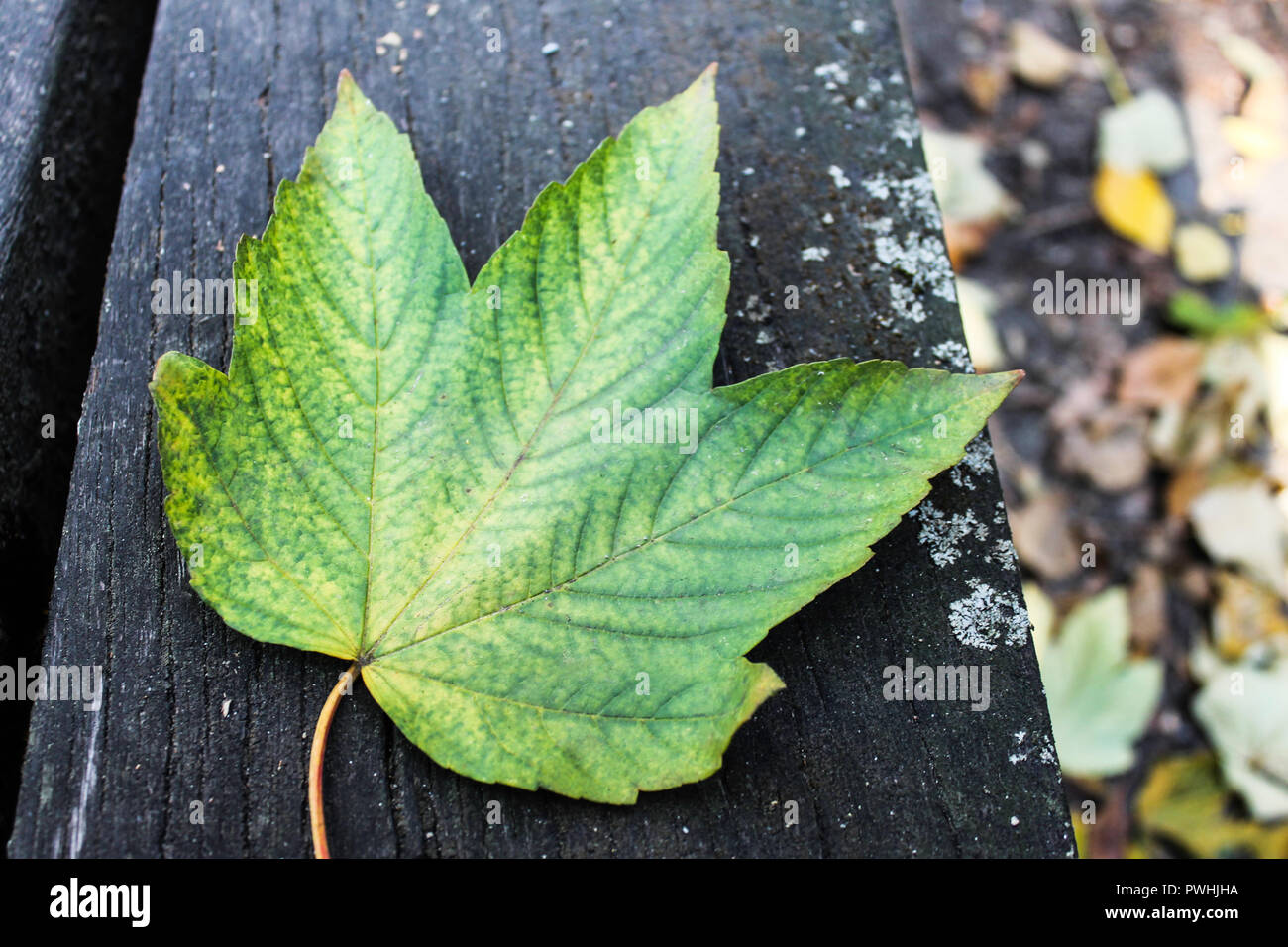 Green maple leaf hi-res stock photography and images - Alamy