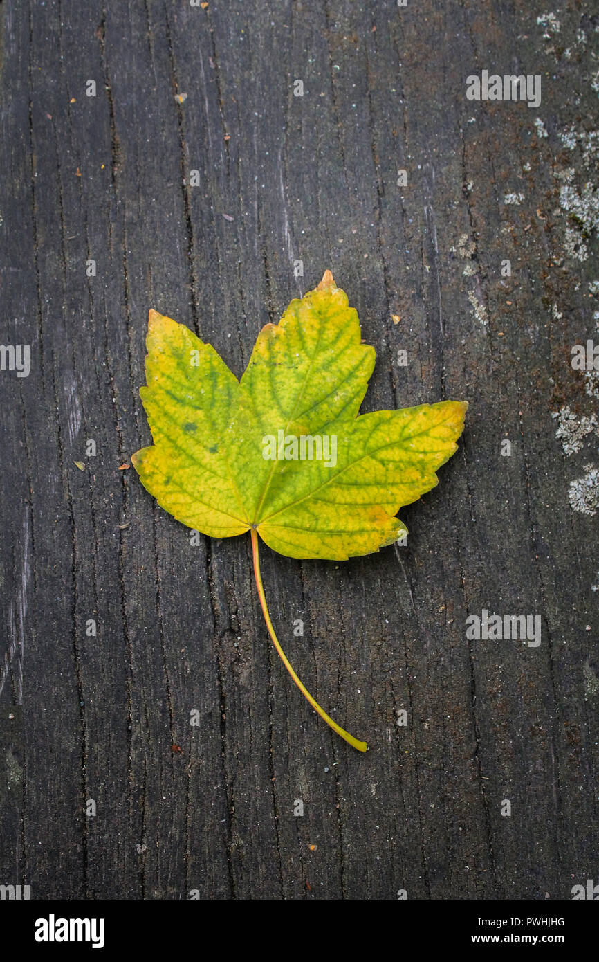 Green maple leaf hi-res stock photography and images - Alamy
