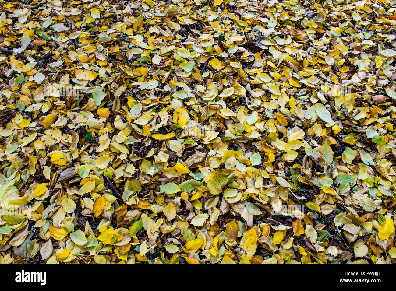 Fresh fallen leaves hi-res stock photography and images - Alamy