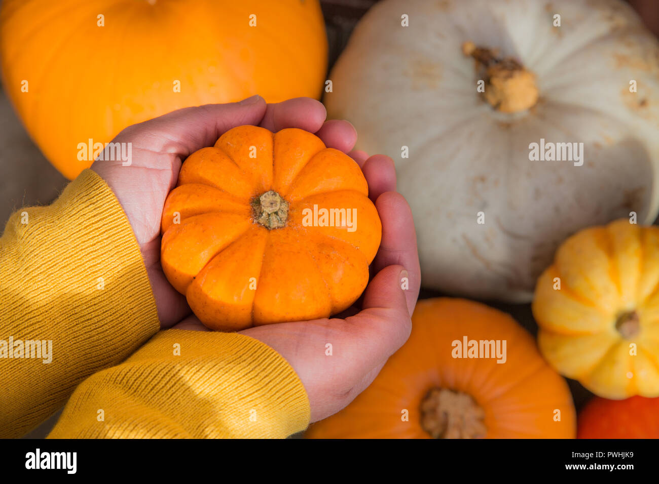 Small Tiny Pumpkin High Resolution Stock Photography and Images Alamy