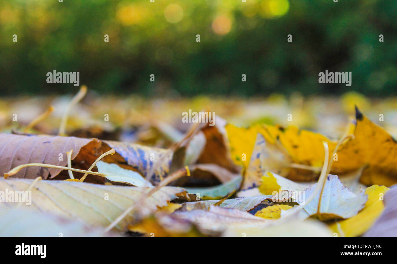 Orchard with fallen leaves hi-res stock photography and images - Alamy