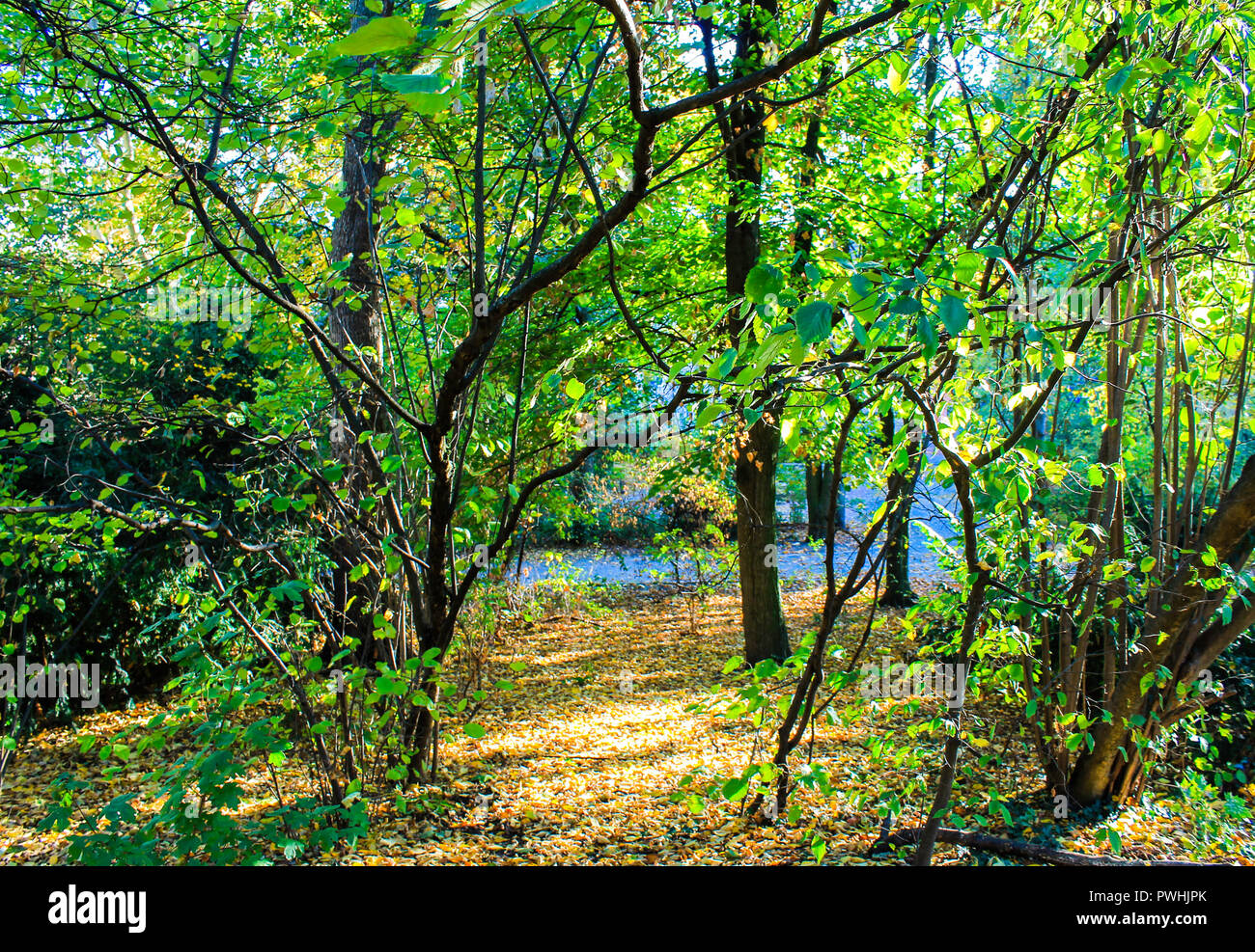 Lush forest path fallen leaves hi-res stock photography and images - Alamy