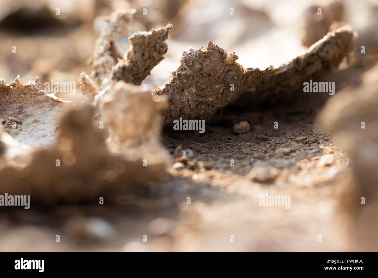 Close Up Dry Cracked Soil in Summer Stock Photo