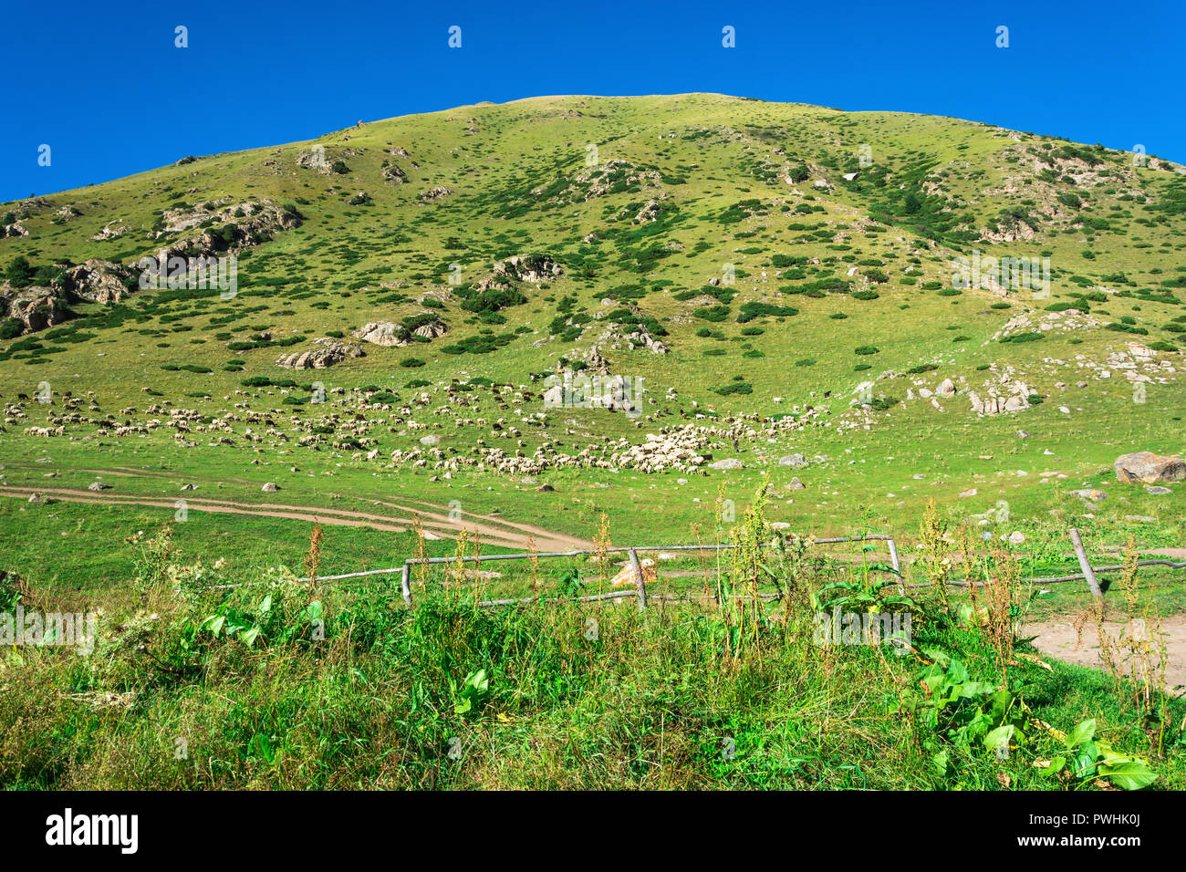 Large flock of sheep on a green mountain slope in summer Sunny day ...