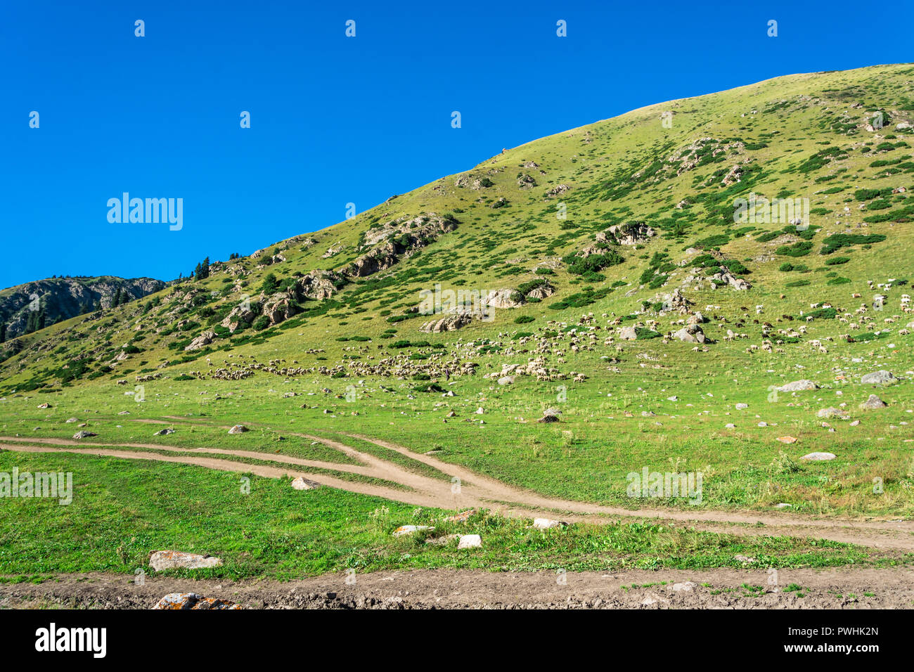 Large flock of sheep on a green mountain slope in summer Sunny day ...