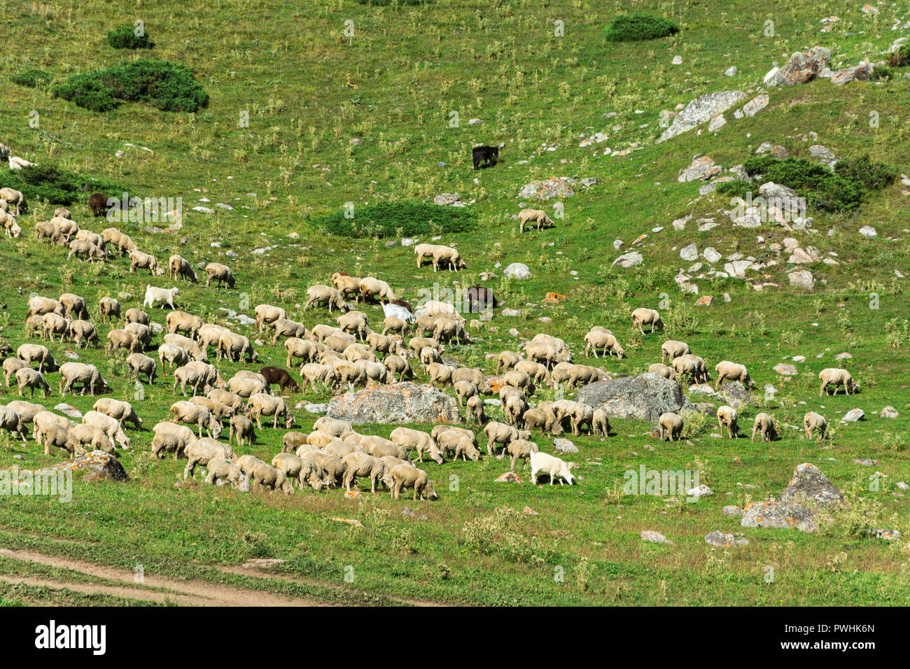 Large flock of sheep on a green mountain slope in summer Sunny day ...