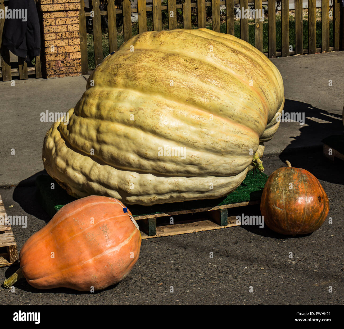Giant Halloween Pumpkins On Display Stock Photo Alamy