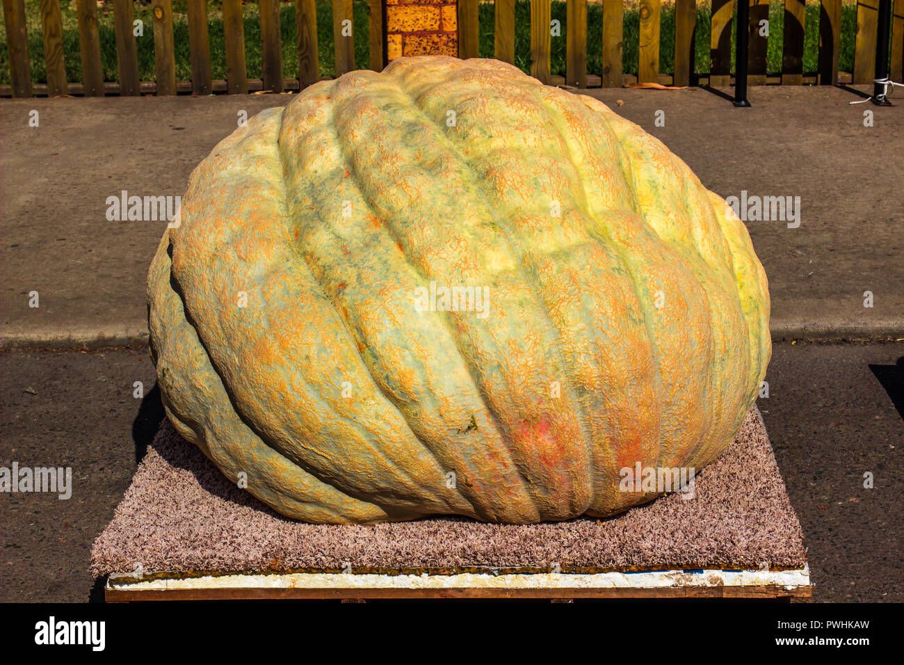 Giant Halloween Pumpkin On Display Stock Photo Alamy