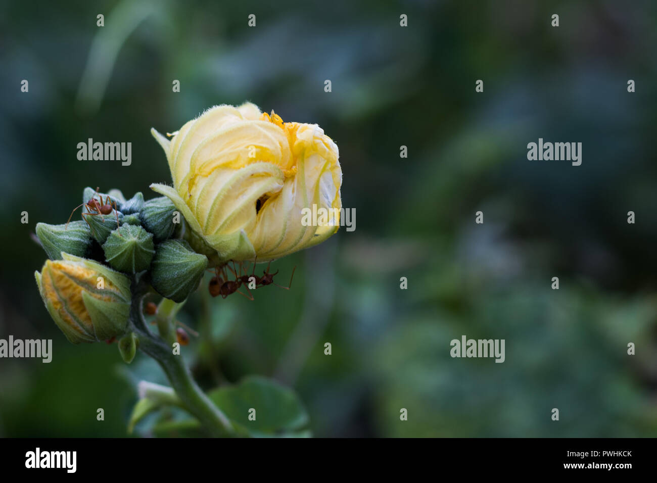 Close Up Yellow Wild Flower in the Forest Stock Photo