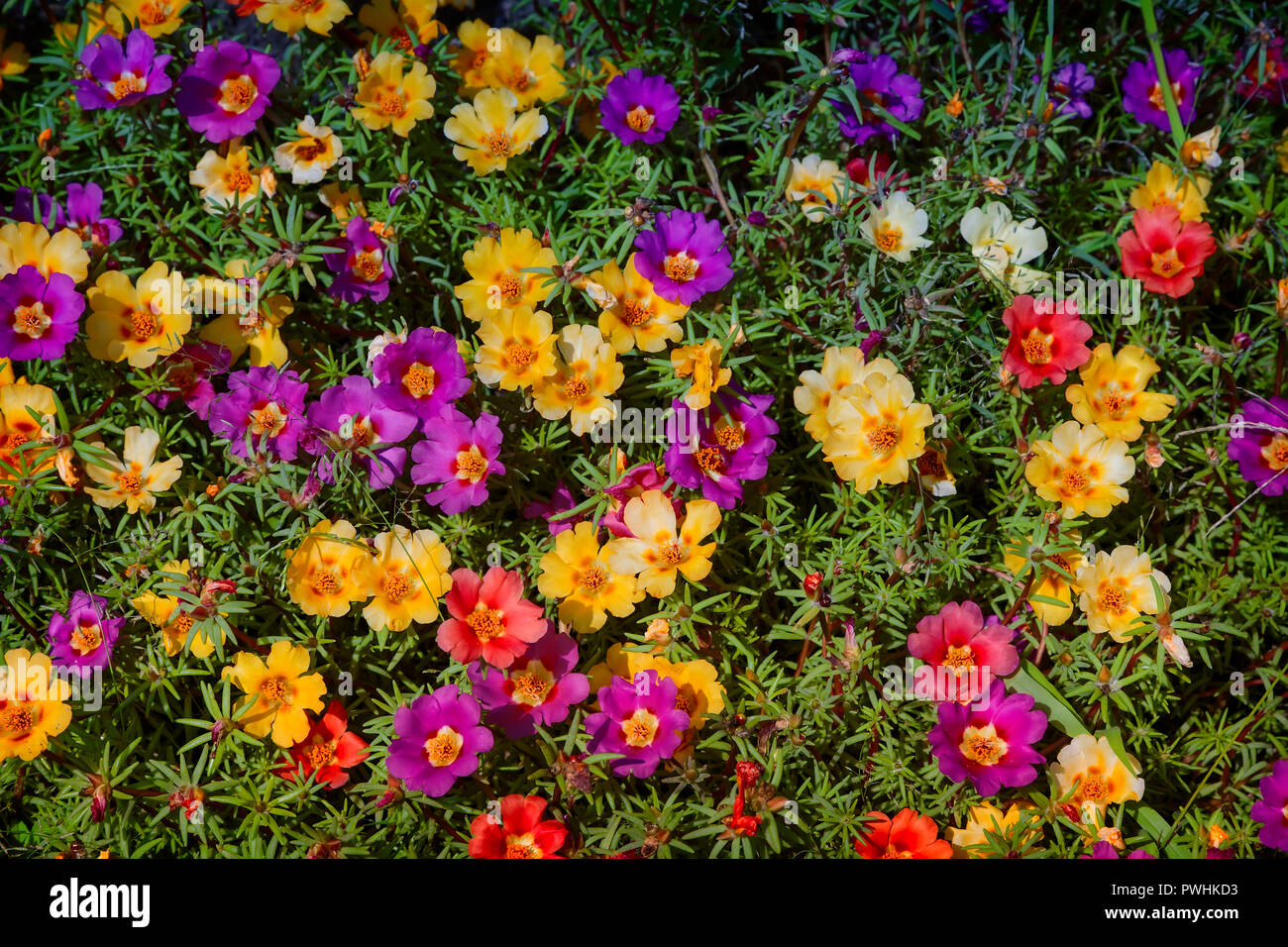 On a bed of beautiful flowers bloom Portulaca, a variety of colors. Presented close-up. Stock Photo
