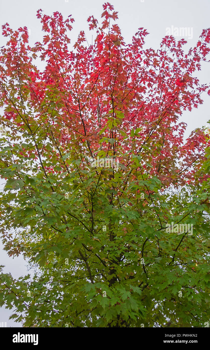 Acer leaves uk hires stock photography and images Alamy