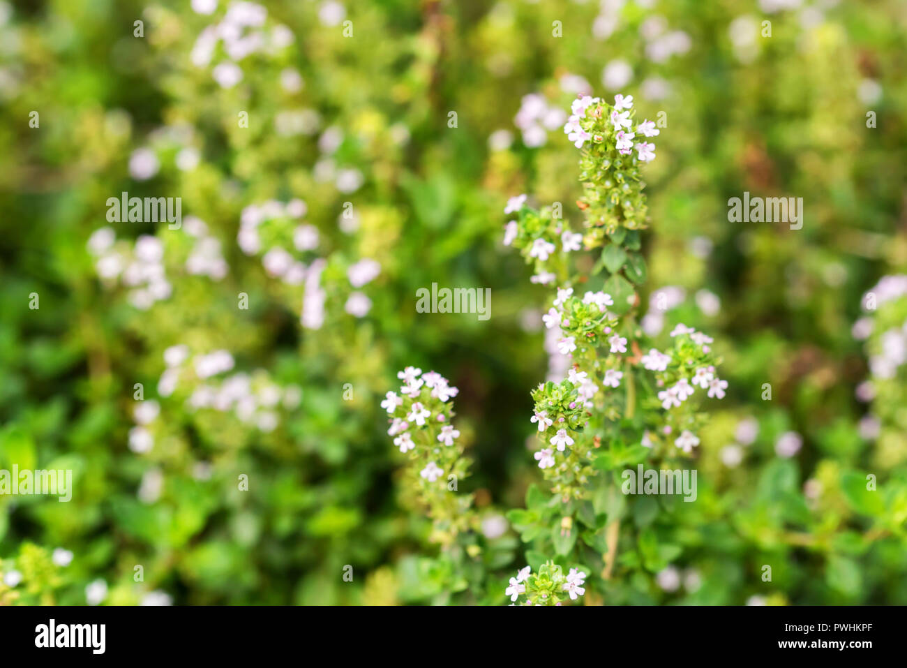 Flowering common thyme or Thymus vulgaris close Stock Photo Alamy