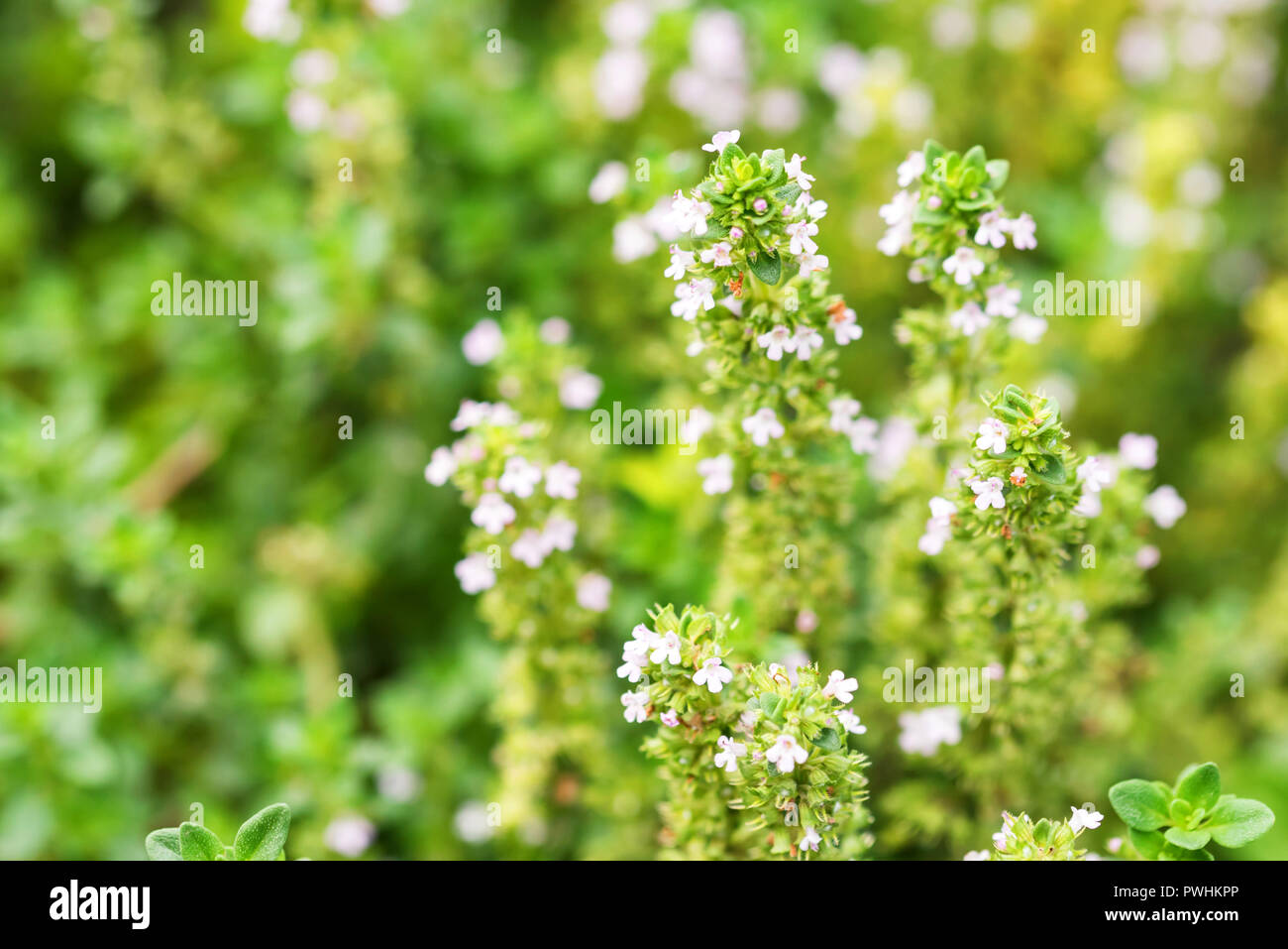 Flowering common thyme or Thymus vulgaris close Stock Photo Alamy