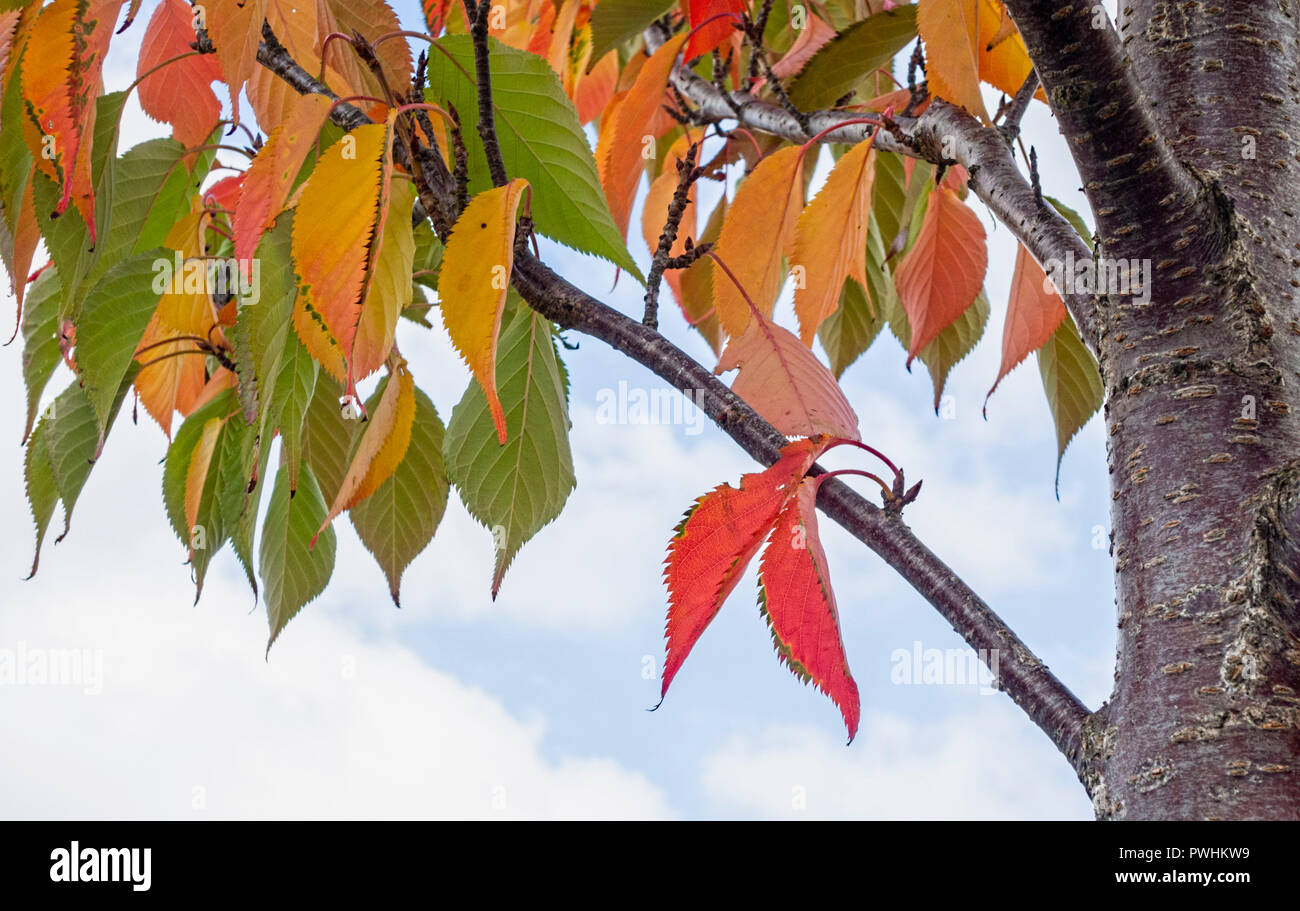 Beech tree leaves uk hi-res stock photography and images - Alamy