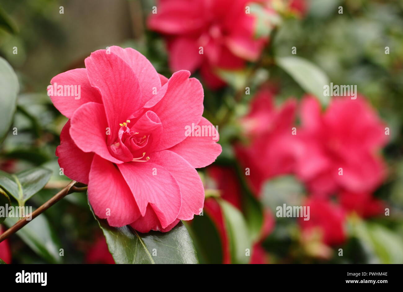 Blossoms of Camellia x williamsii Celebration in spring in an English garden Stock Photo